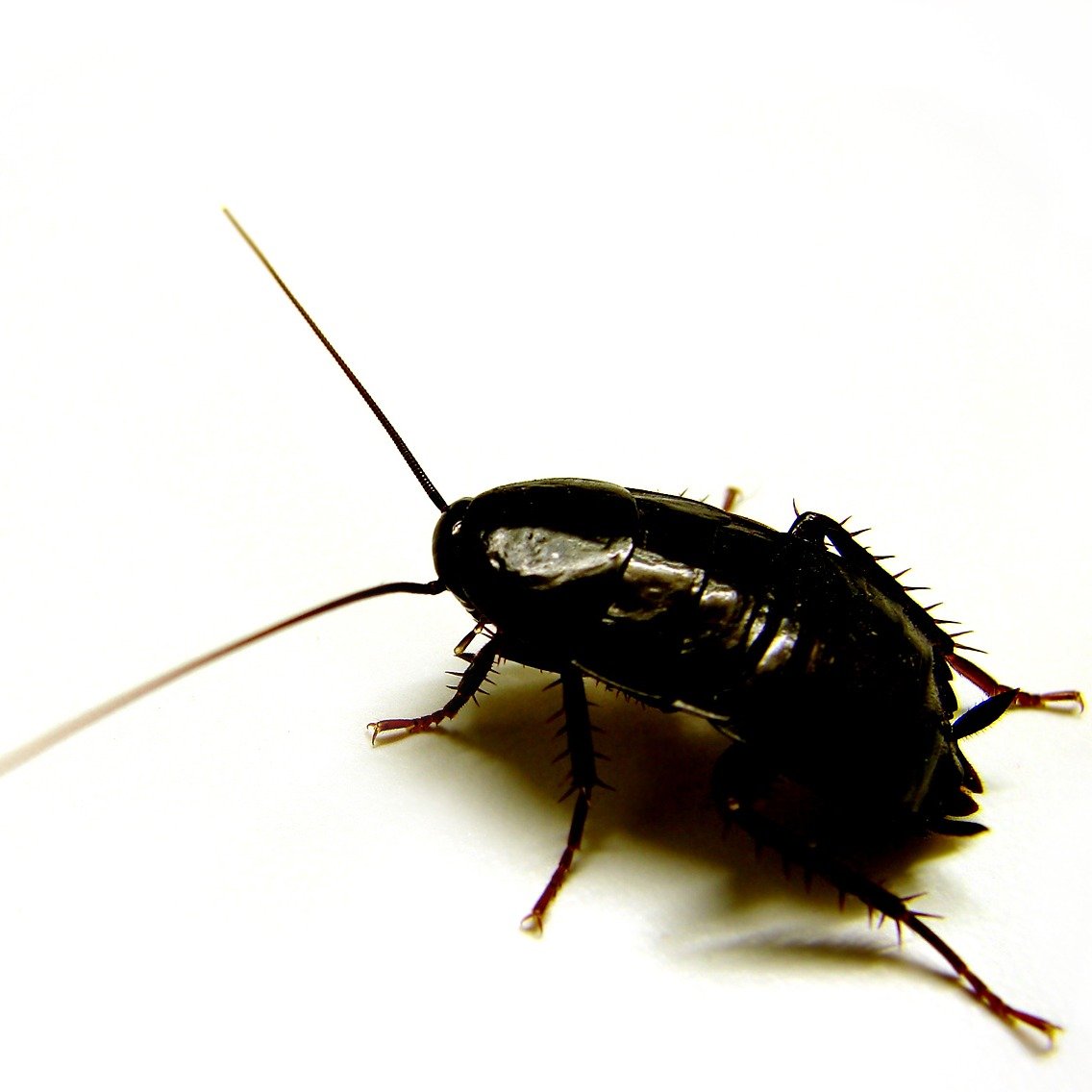oriental cockroach-1