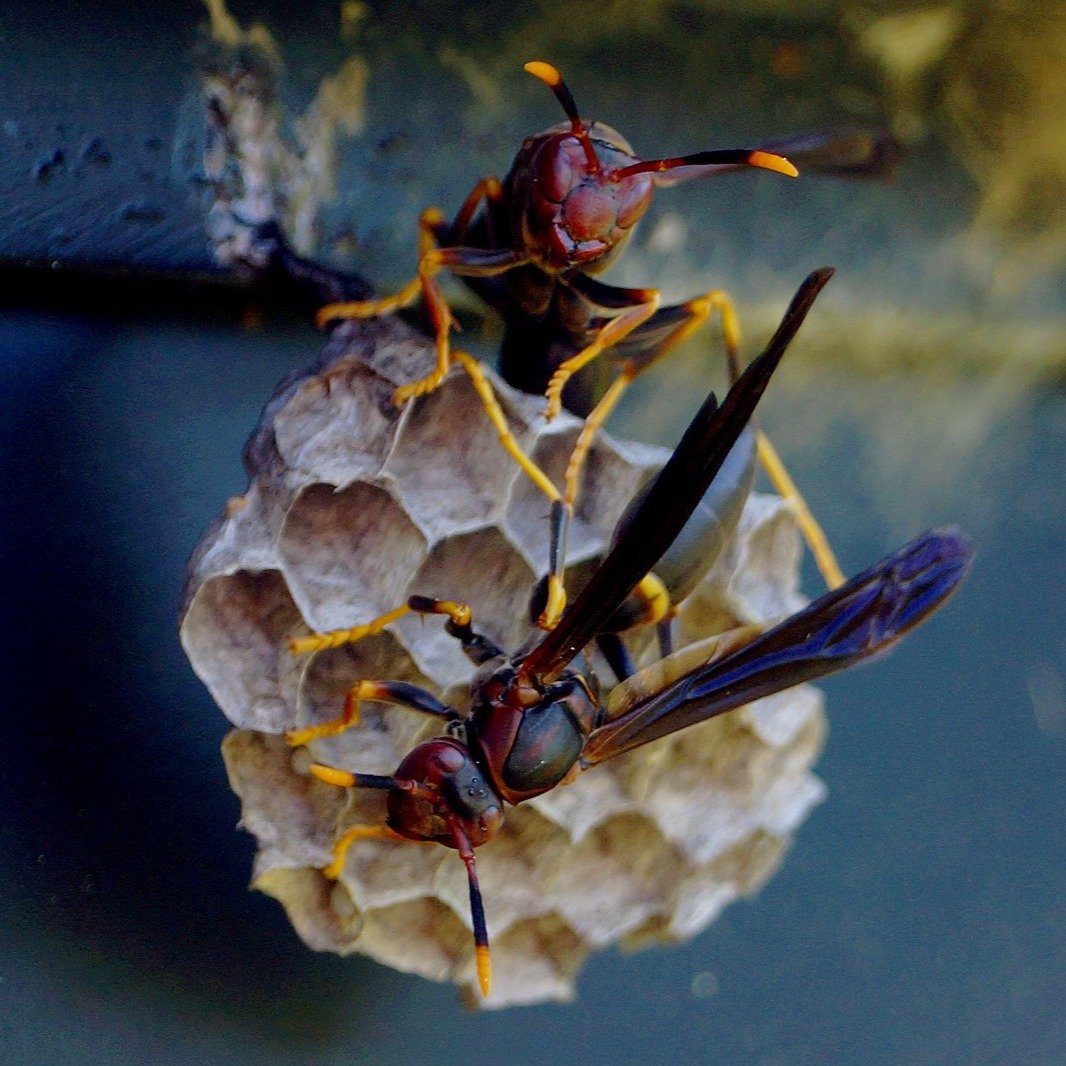paper wasp-2
