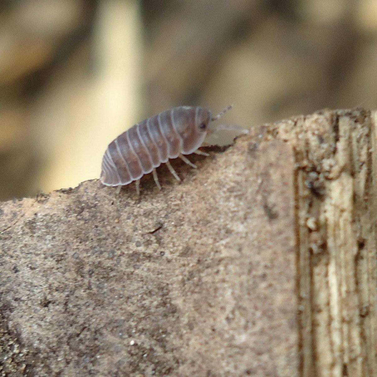 pillbug-1