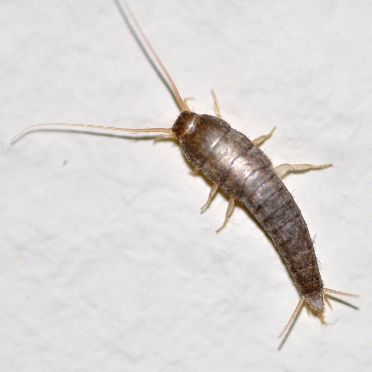 silverfish-1