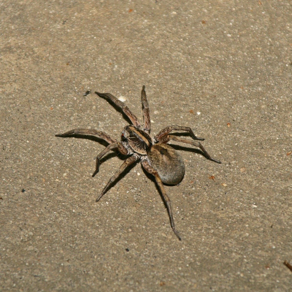 spider-1