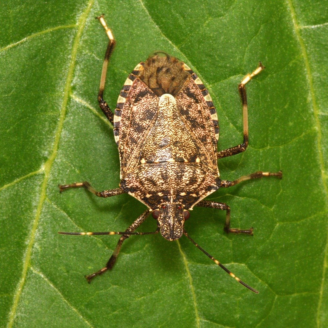 stink bug-1