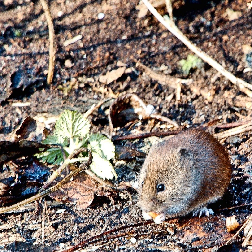 vole-1