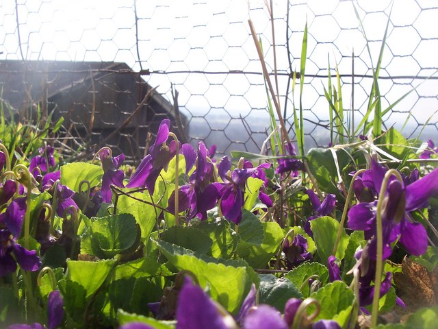 How to Kill Wild Violets and Ground Ivy in Your Lawn