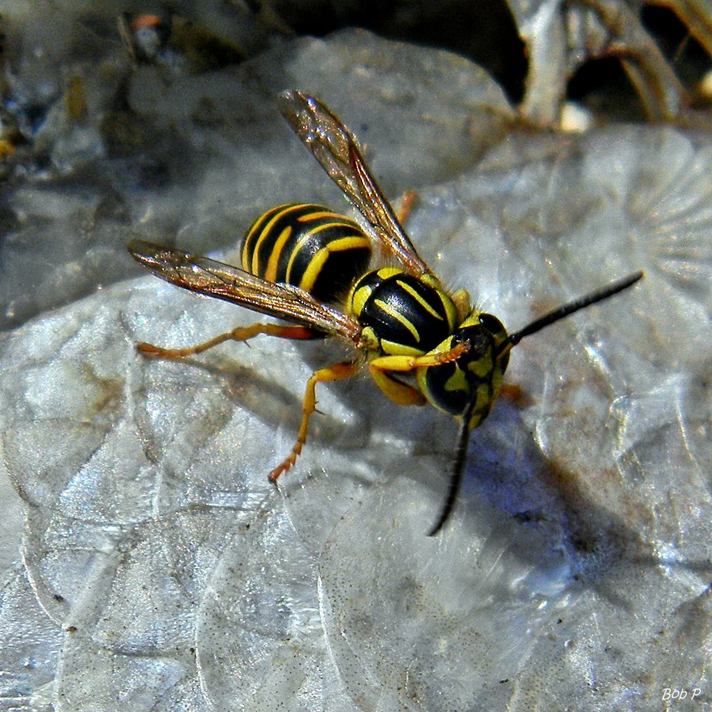 yellowjacket-1