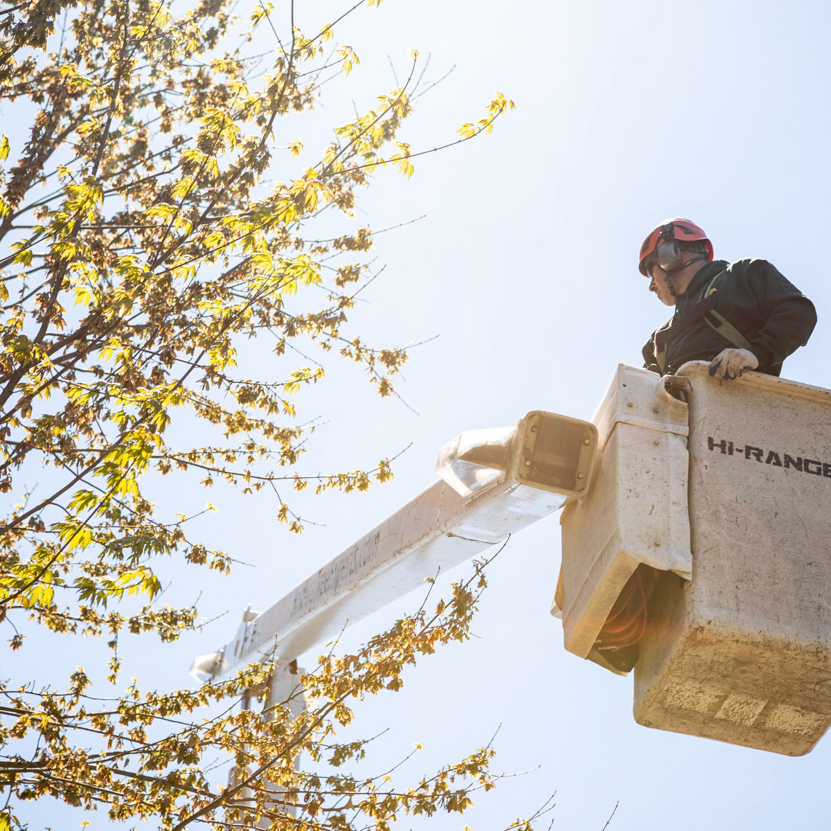 Commercial Tree pruning trimming