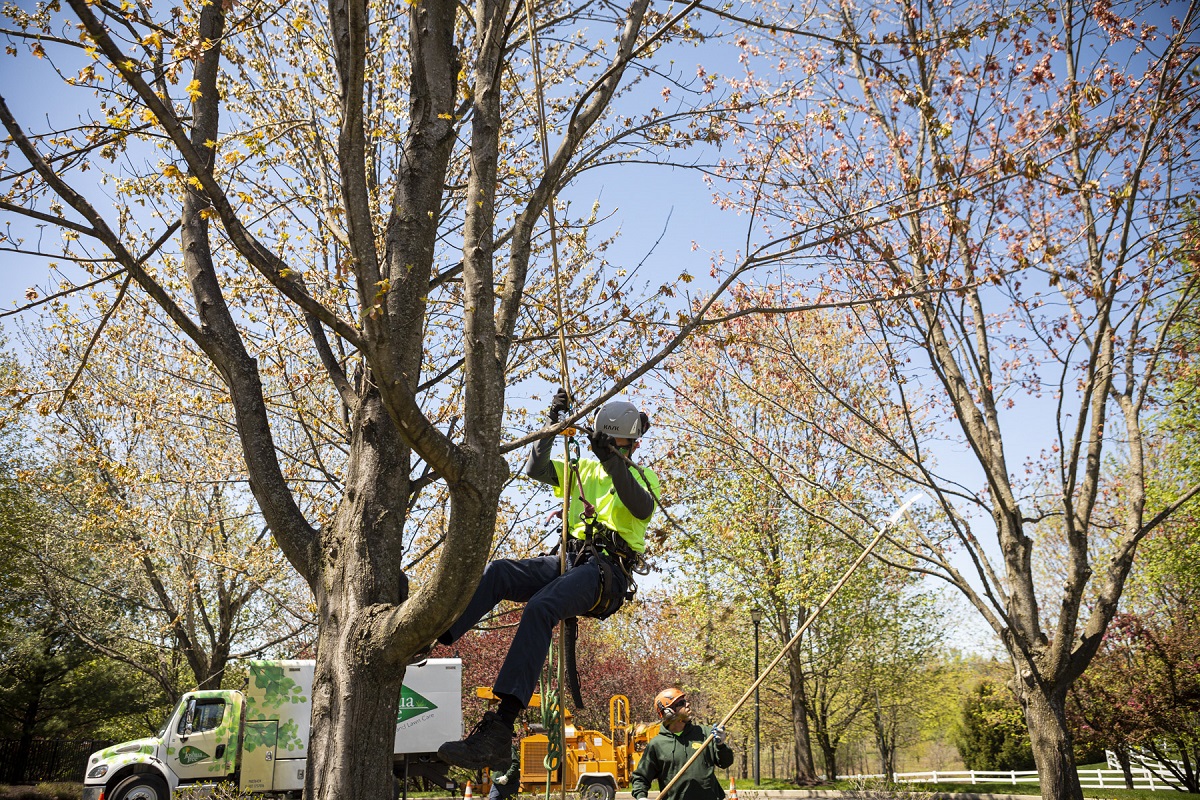 Winter Tree Inspection: What Tree Risk Assessments Can Reveal About ...