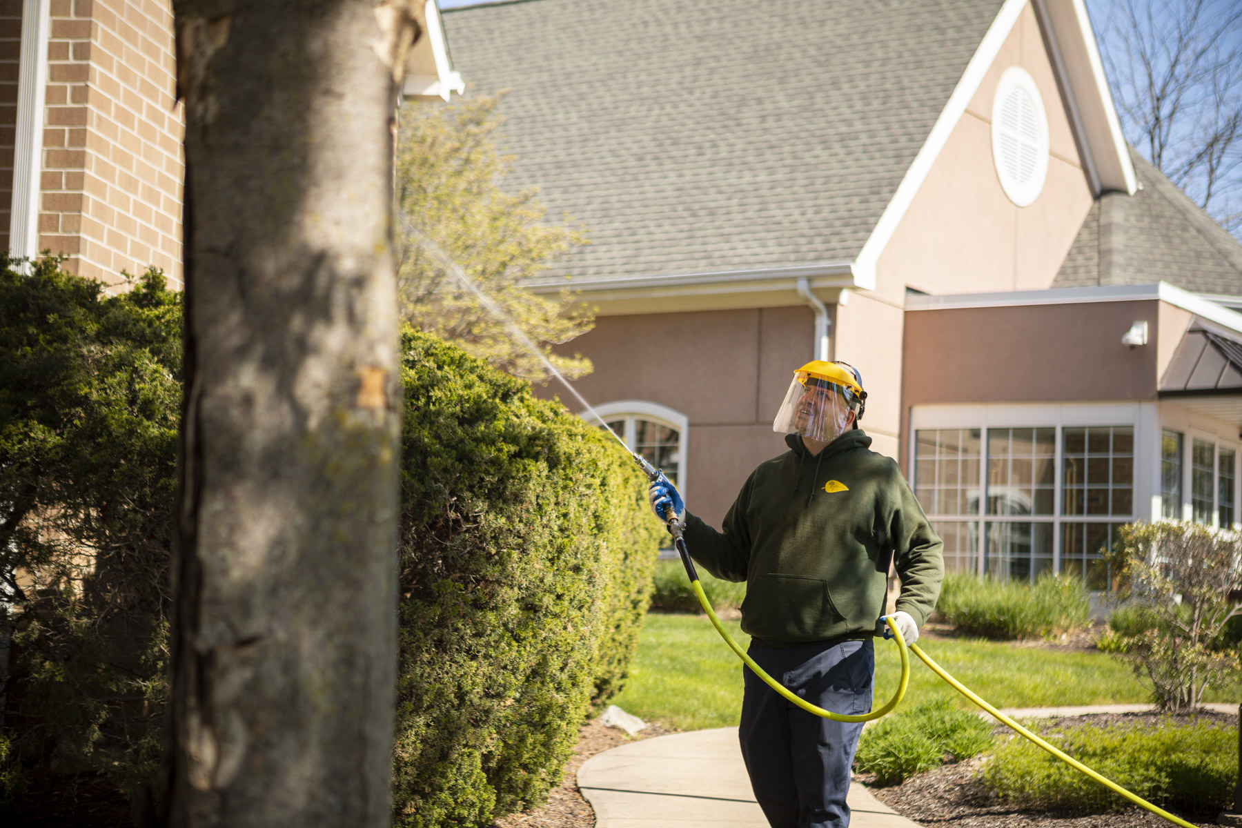 Tree care services spraying tree