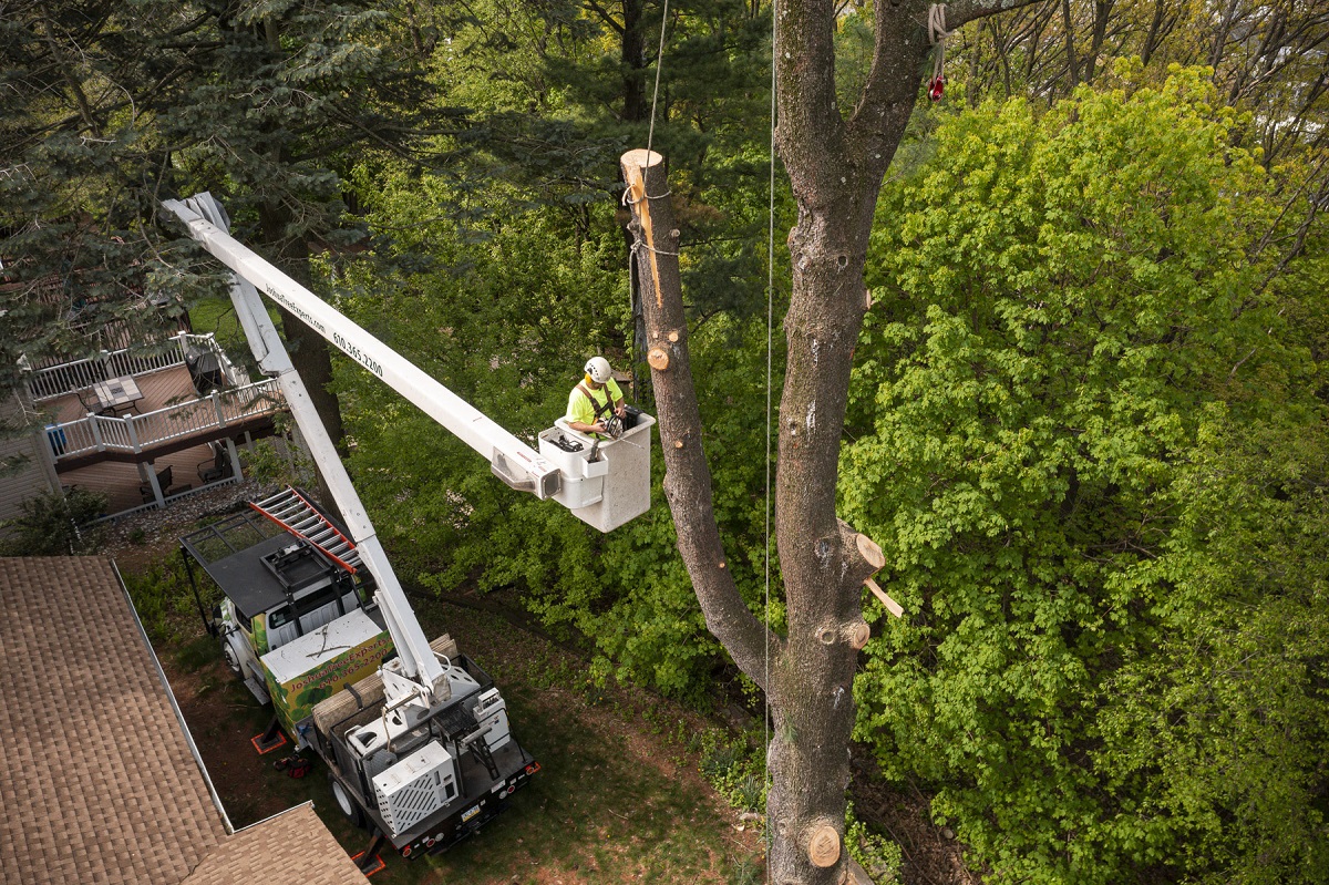 Tree removal technician in Bethlehem, PA