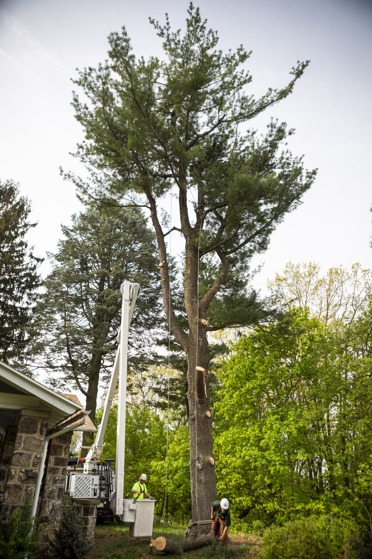 Tree removal professional