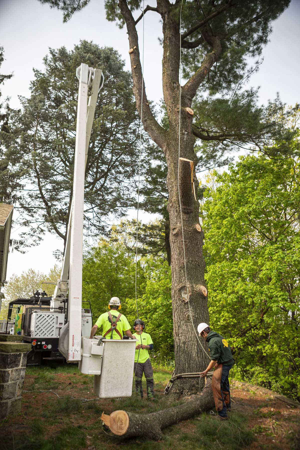 Technician in tree removal bucket