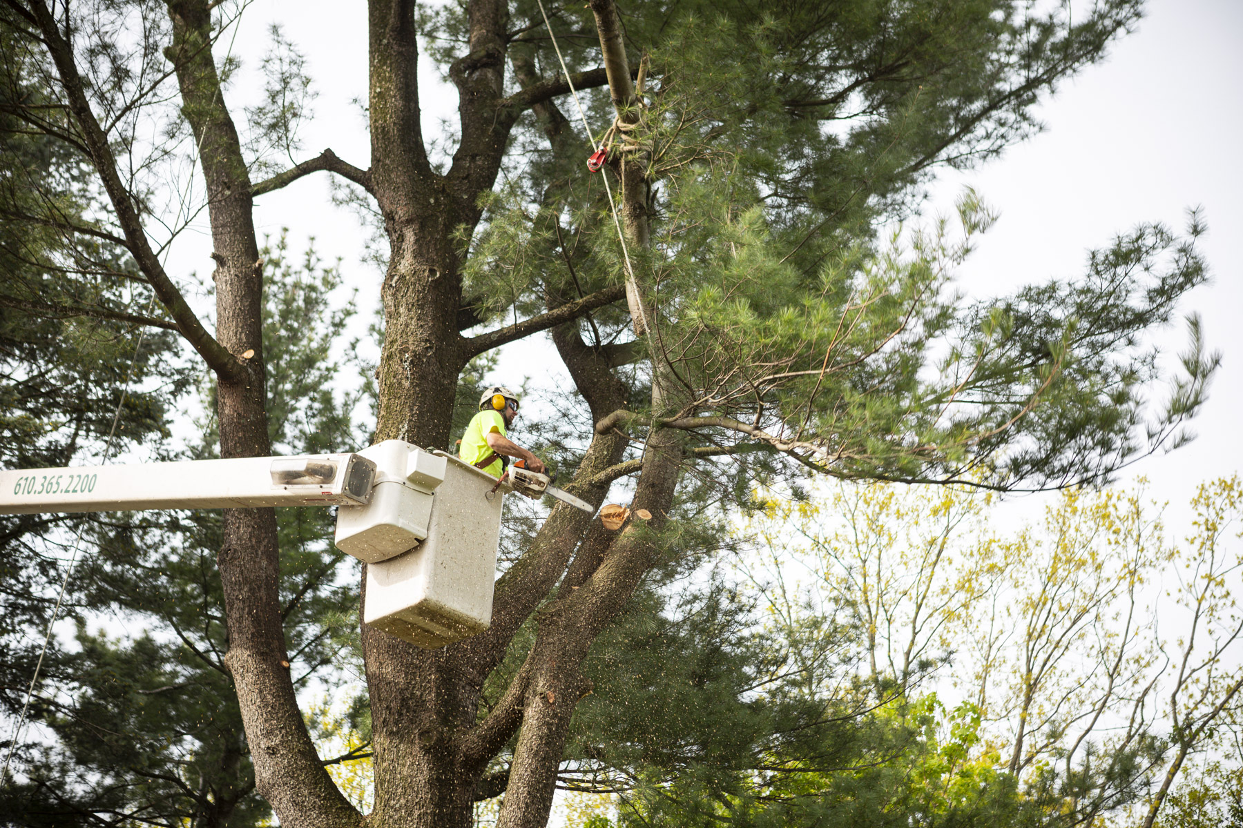 Tree removal pruning technician