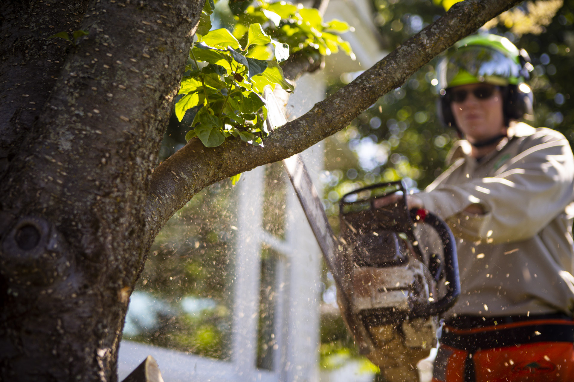 tree pruning technician