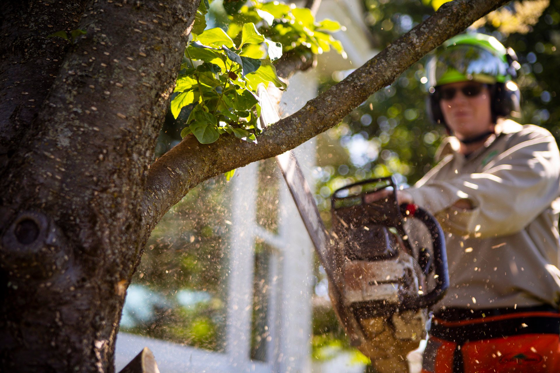 tree pruning technician