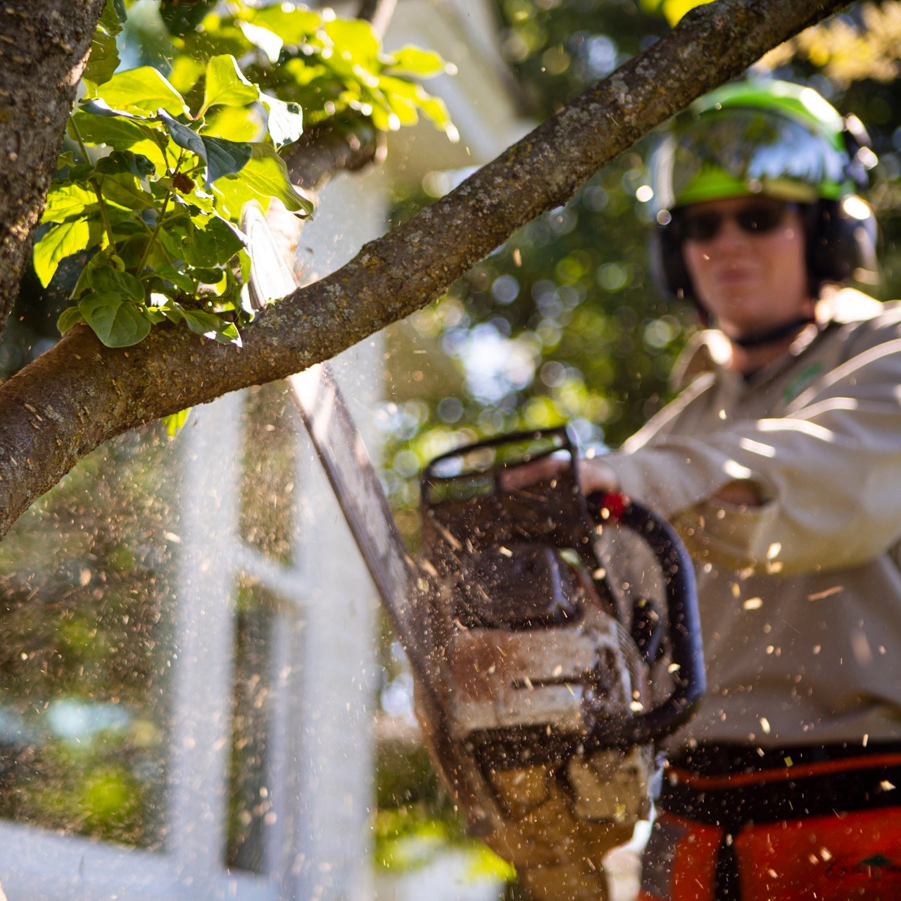 technician pruning tree