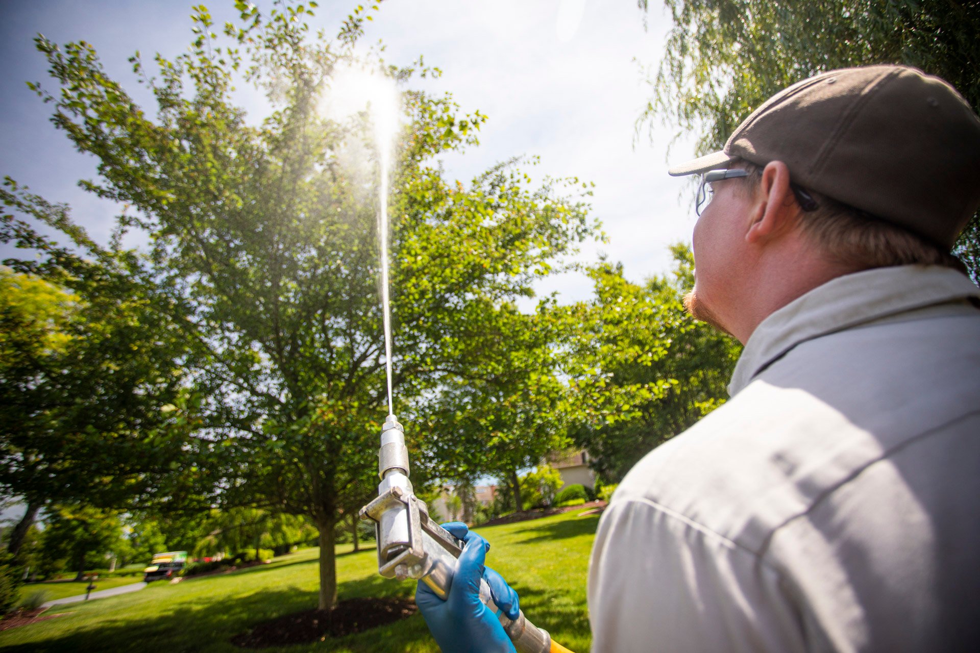 Tree care technician spraying tree