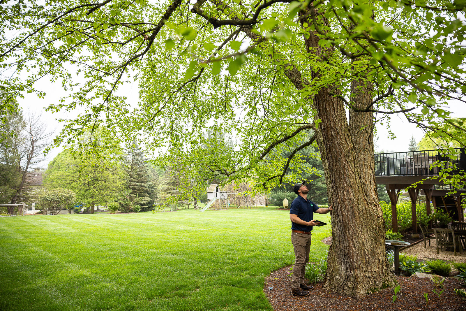 How to Preserve & Protect the Mature Trees In Your Landscape