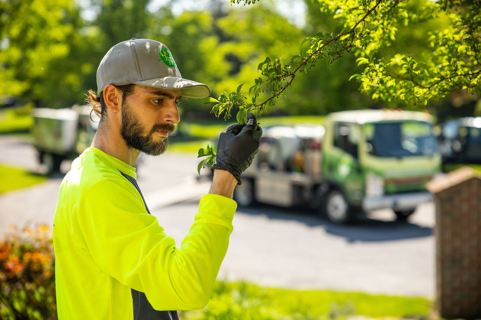 plant health care technician inspecting the leaves of an ornamental tree 2