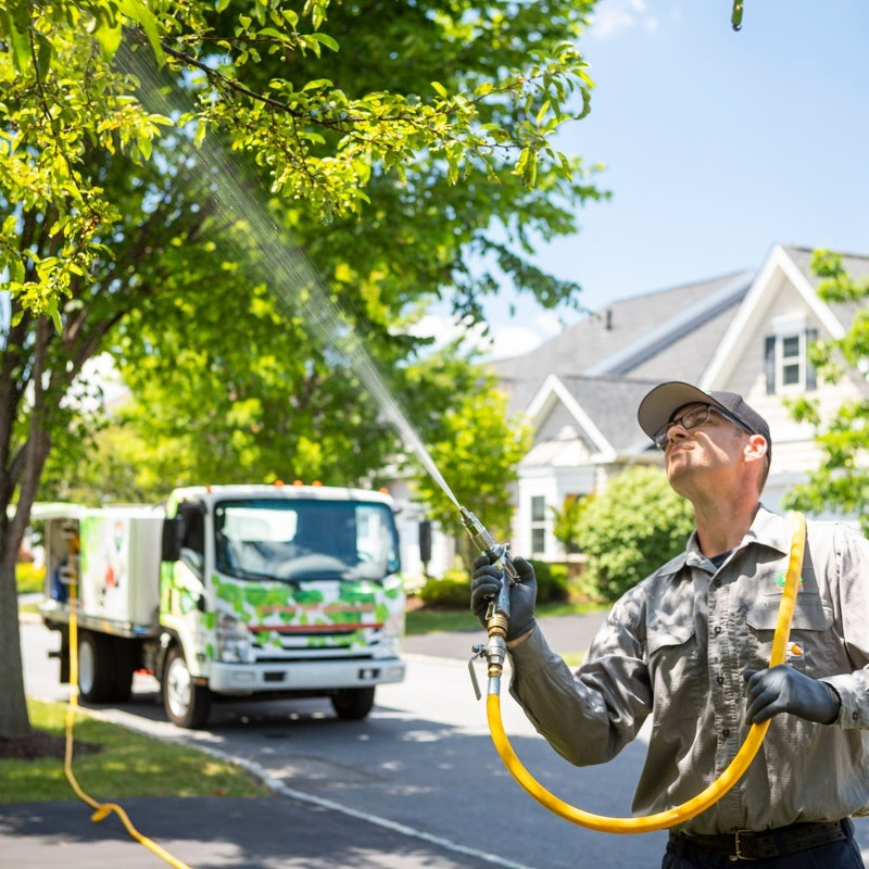 Tree spraying company Buxmont Lansdale, Collegeville, Chalfont, PA-1