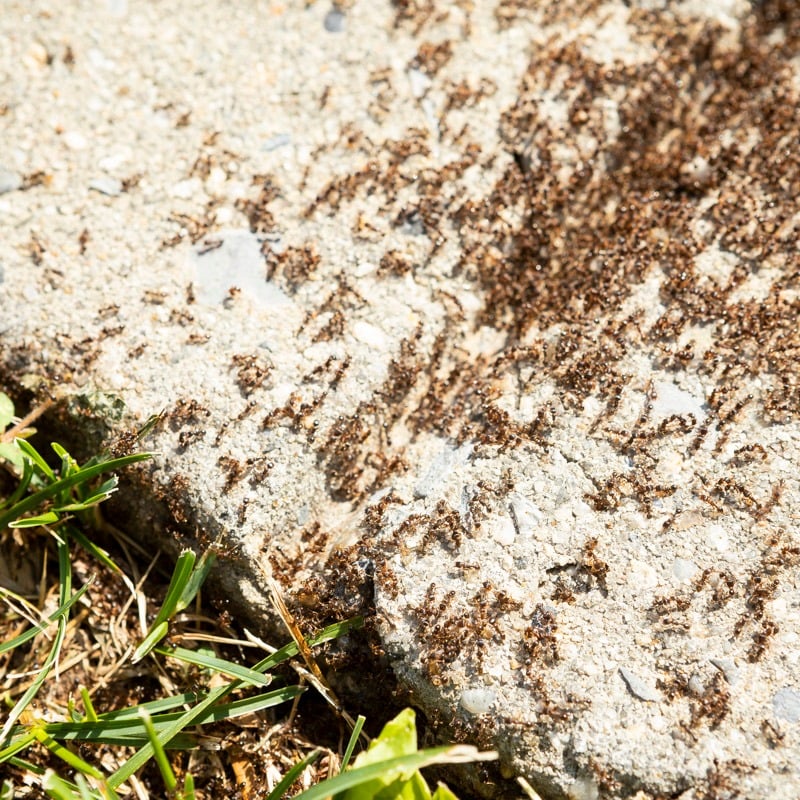 ants on sidewalk 2