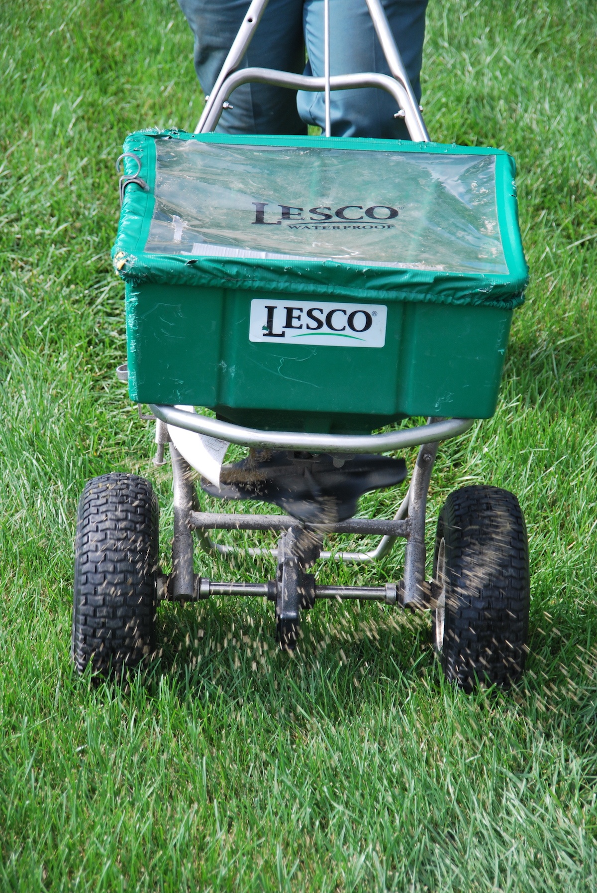 lawn seeding