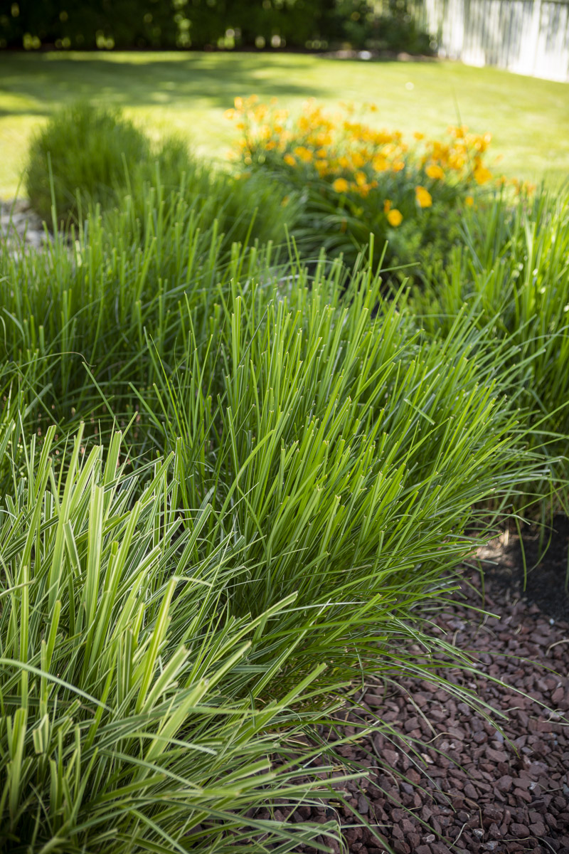 landscaping plants