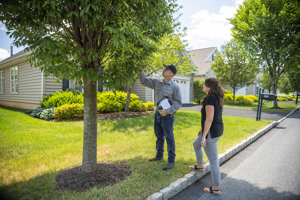 technician customer tree inspection