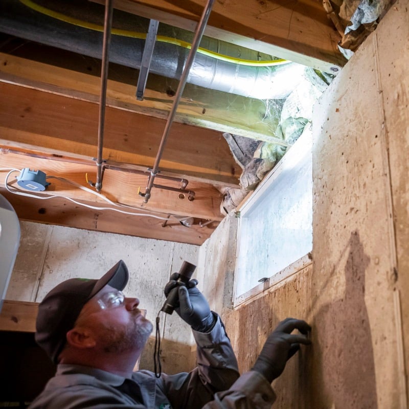 technician interior pest control treatment duster basement 11-1
