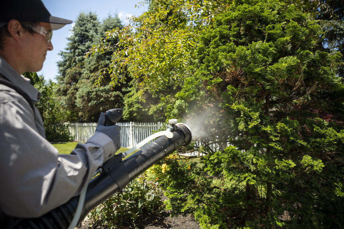 Pest control technician spraying shrubs