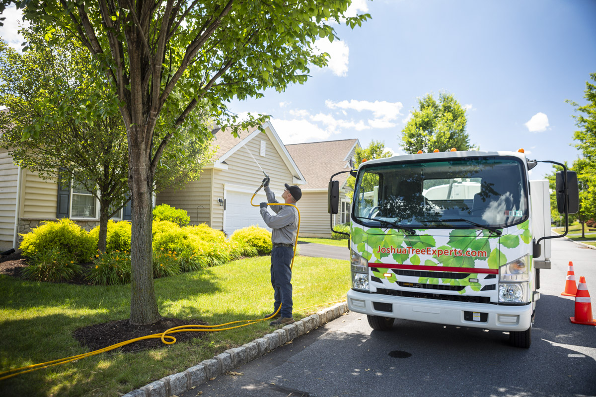 Tree care service technician spraying tree in Lansdale, PA