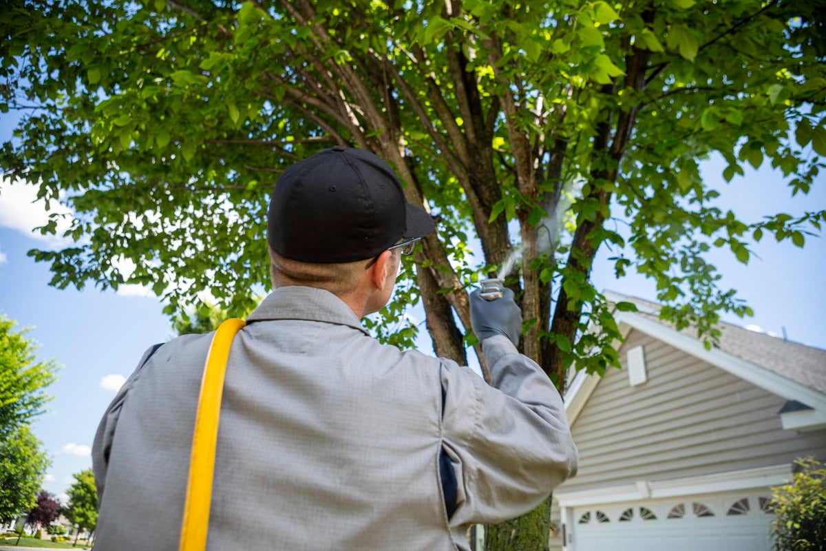 tree spraying services