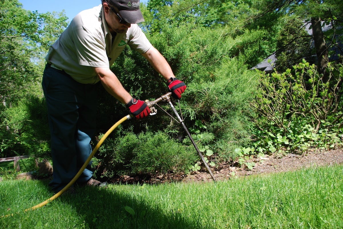 tree fertilization 