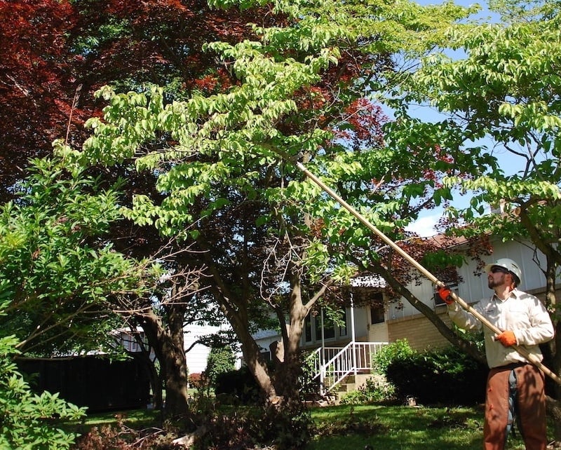 tree trimming