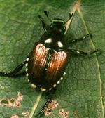 Japanese Beetle Insect Treatment