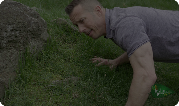 How to Get Rid of Lawn Weeds