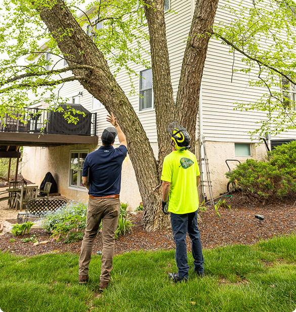 arborist and tree care technician inspecting a large shade tree in a foundation planting bed